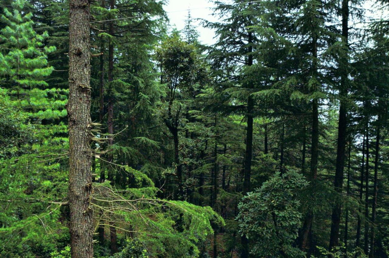 Junglaat Stays & Experiences Dharamshala Buitenkant foto
